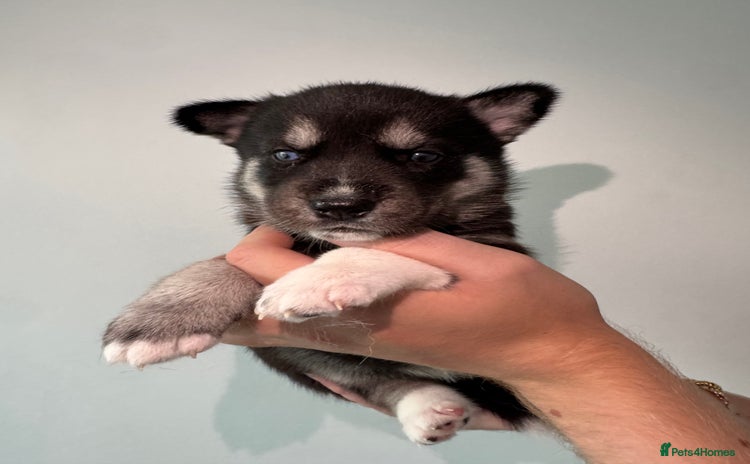 Siberian Husky dogs - Advert 2