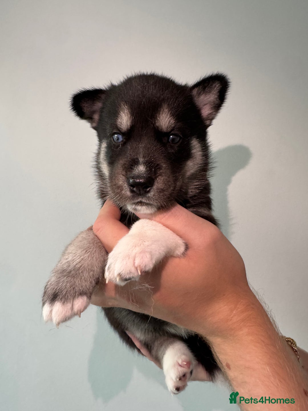 Siberian Husky dogs for sale: Beautiful Chunky Siberian Husky Puppies  - Image 4