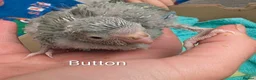 Parakeets birds for sale: Tamed baby kakarikis - Advert 4