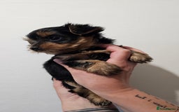 Yorkshire Terrier dogs for sale: 1 Male , Miniature Yorkshire  in Manchester - Image 12