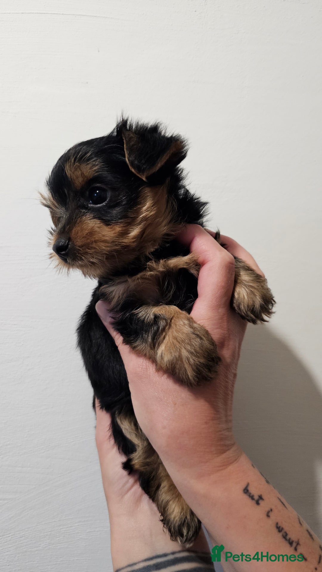 Yorkshire Terrier dogs for sale: 1 Male , Miniature Yorkshire  in Manchester - Image 12