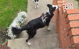 Border Collie dogs for sale: Border collie male tri colour  - Image 1