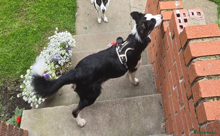 Border Collie dogs - Advert 1