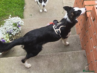 Border Collie dogs - Advert 4