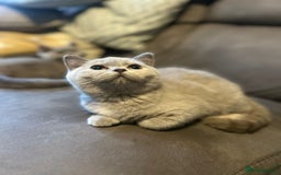 British Shorthair cats for sale: Registered British Shorthair Kittens ❤️  - Image 3