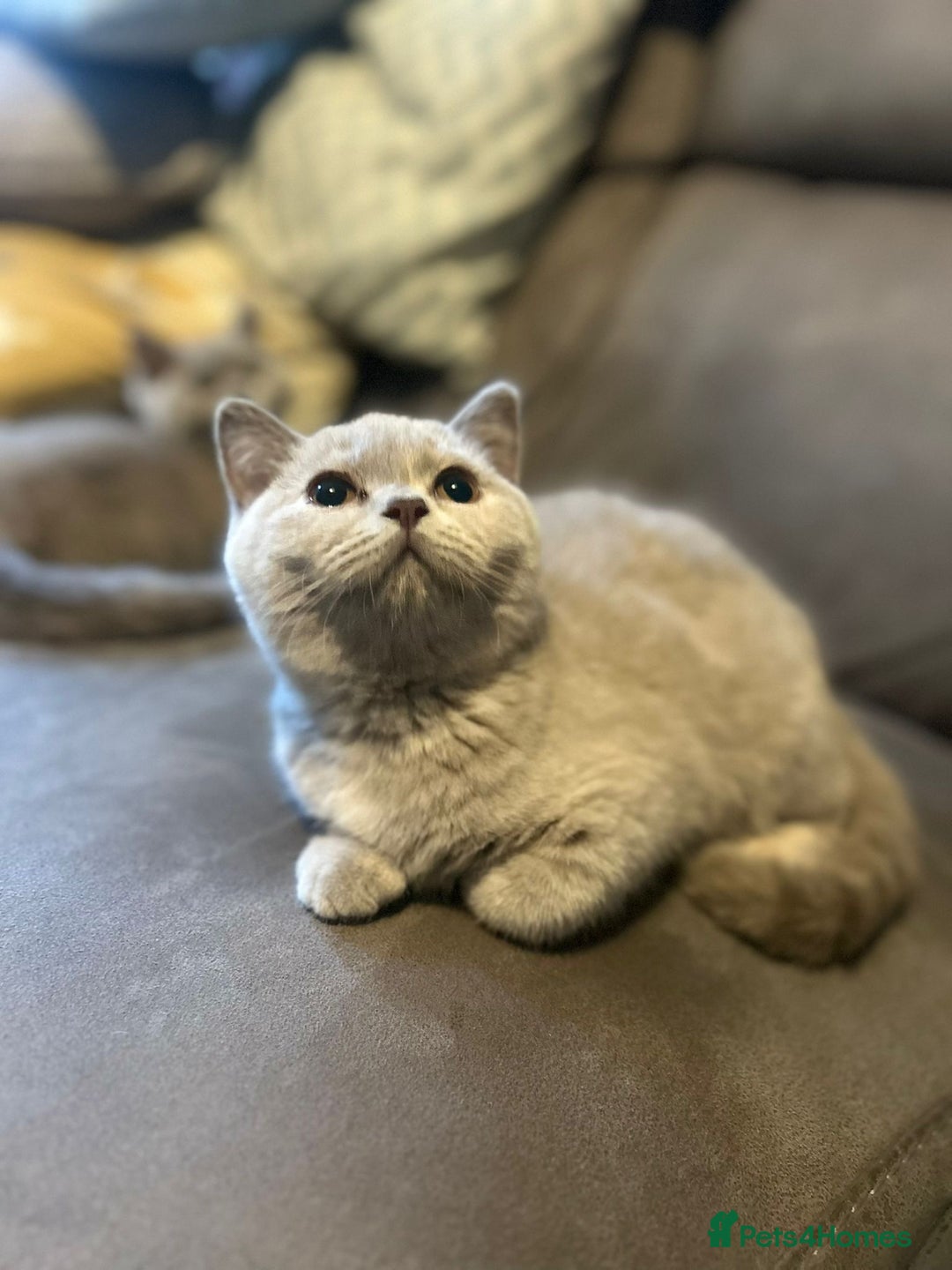 British Shorthair cats for sale: Registered British Shorthair Kittens ❤️  - Image 3
