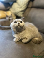 British Shorthair cats - Advert 3
