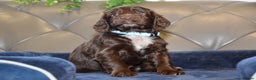 Cocker Spaniel dogs for sale: Kc Reg Health Tested Cocker Spaniel Puppies - Advert 7