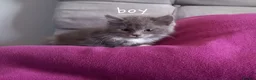 Mixed Breed cats for sale: Gorgeous kittens for sale  - Advert 17