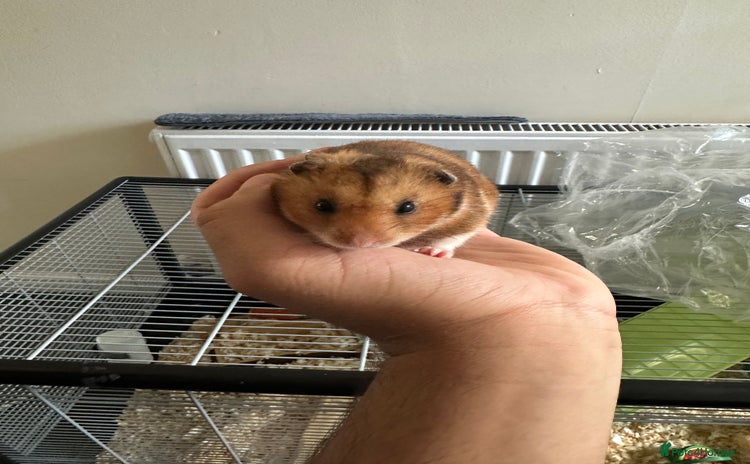 Hamster rodents - Advert 2