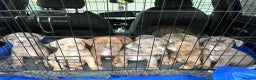 Olde English Bulldogge dogs for sale: Olde English bulldogges generational  - Advert 1