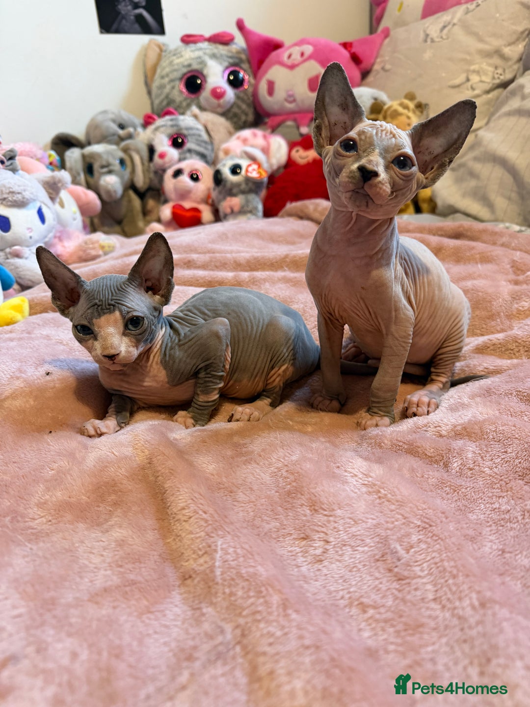Sphynx cats for sale: Adorable Tica Registered Sphynx Kittens - Blue  - Advert 7