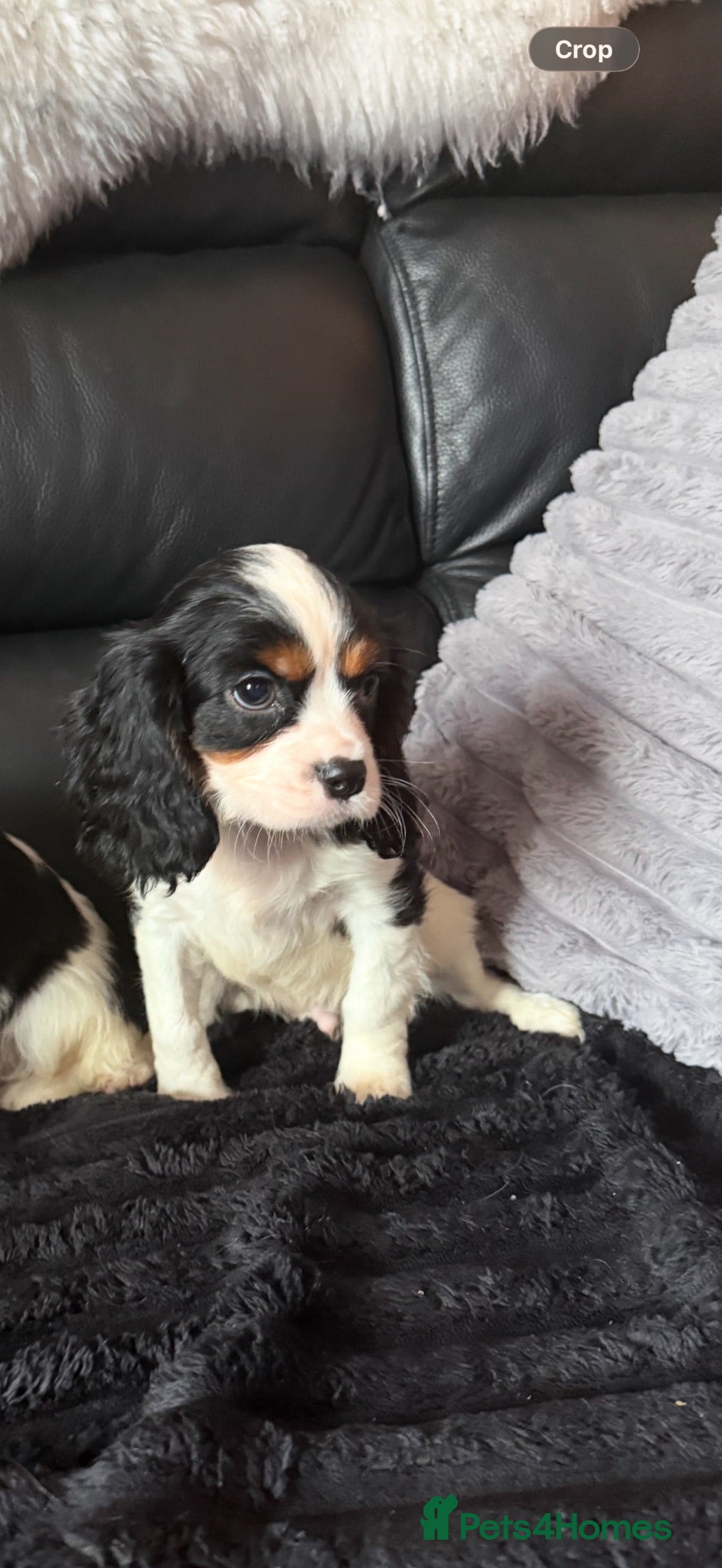 Cavalier King Charles Spaniel dogs 🐶Kc cavalier dna clear puppies 🐶4 boys left - Advert 2
