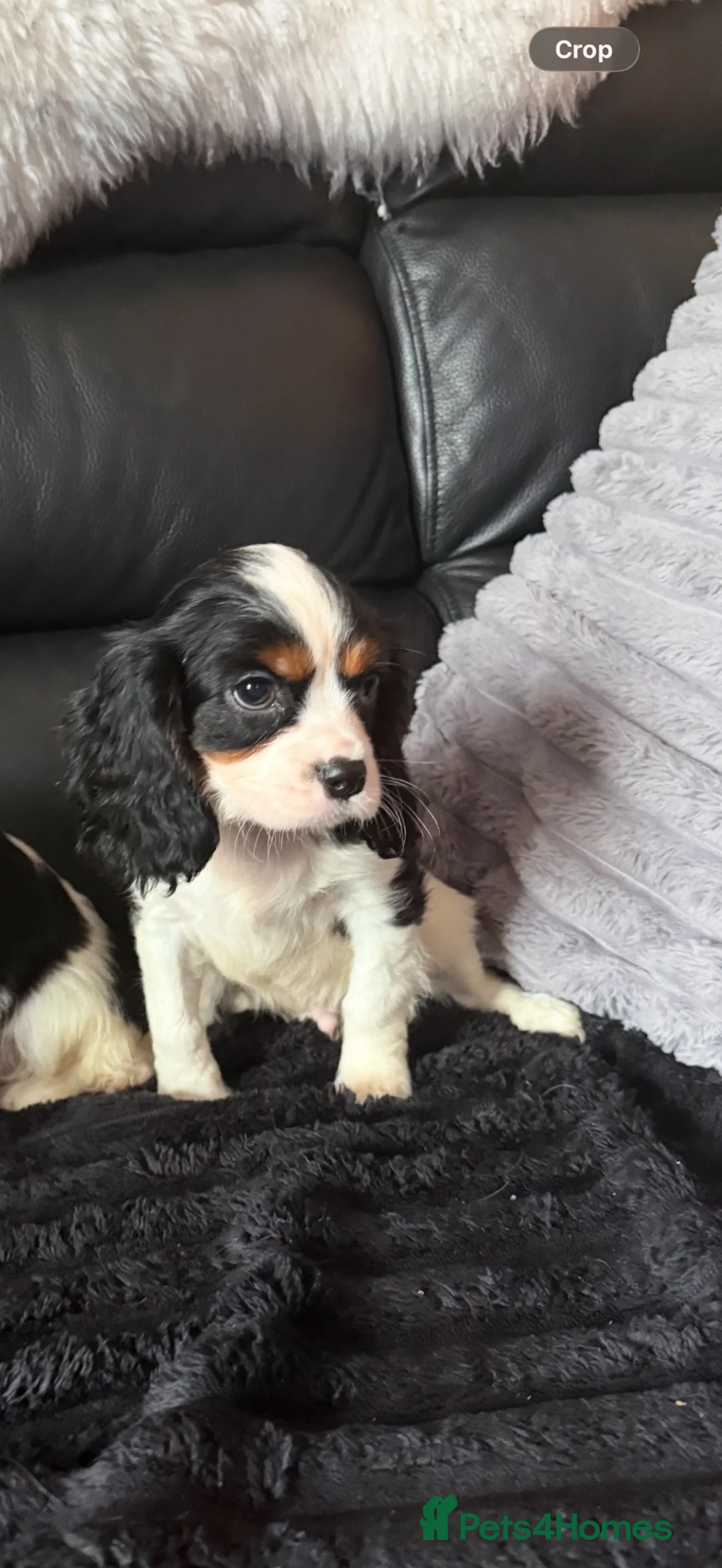 Cavalier King Charles Spaniel dogs for sale: 🐶Kc cavalier dna clear puppies 🐶3 boys left - Advert 1