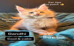 Maine Coon cats for sale: TICA Ginger, Red & Blue Tortie Maine Coon  - Image 16