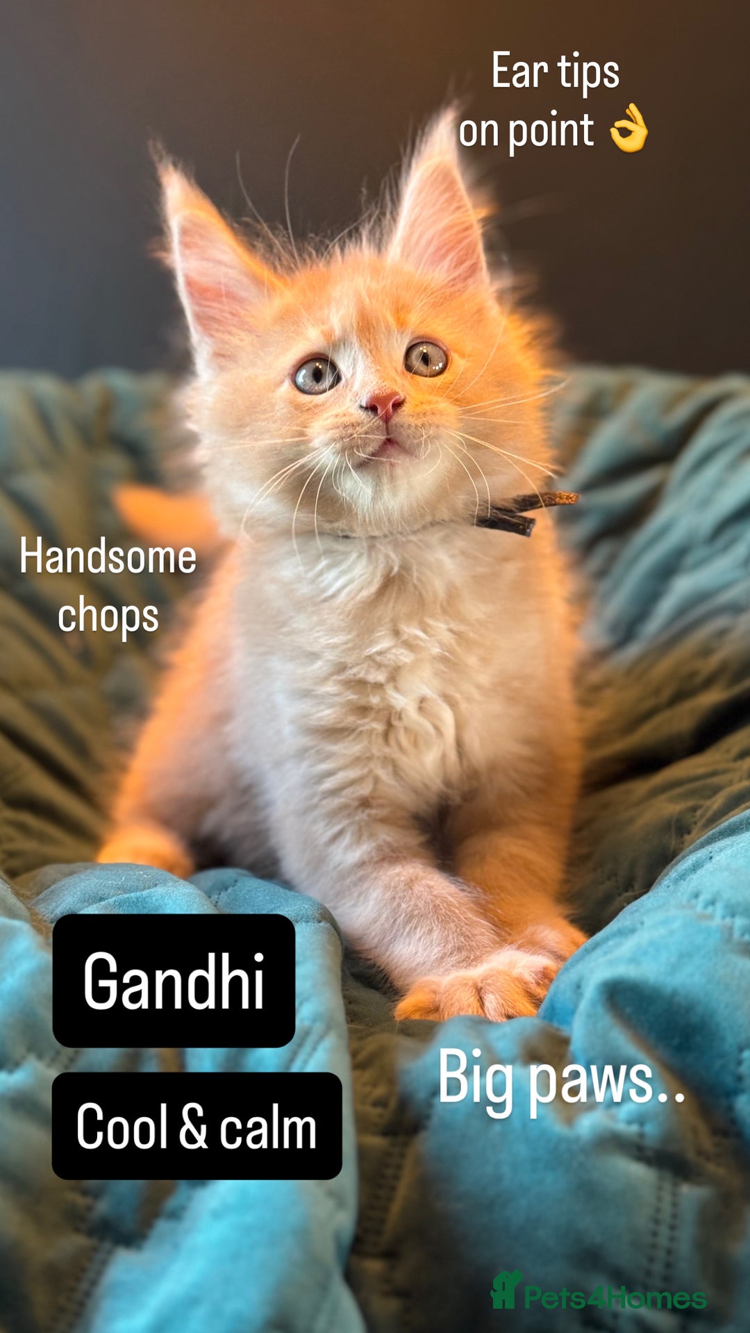 Maine Coon cats for sale: TICA Ginger, Red & Blue Tortie Maine Coon  - Image 16