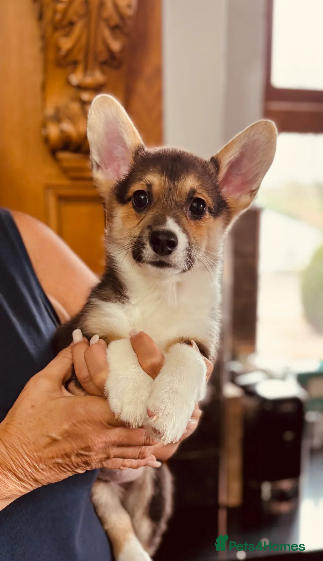 Welsh Corgi Pembroke dogs for sale: One KC tri colour boy available, licensed breeder - Advert 1