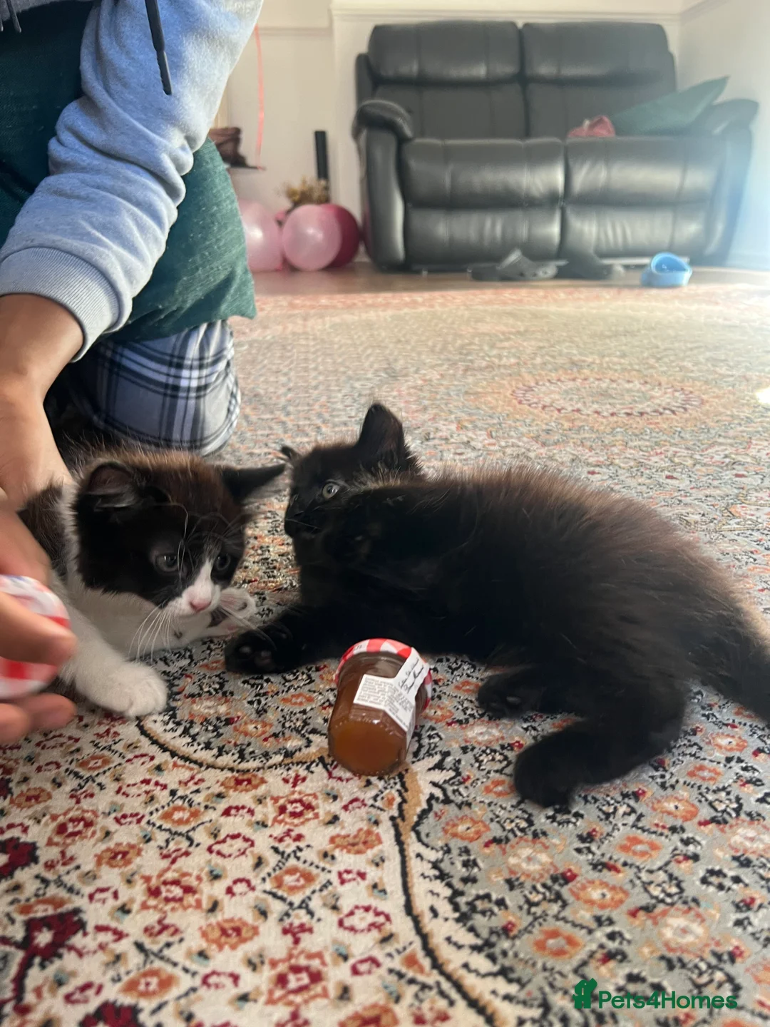 Mixed Breed cats for sale:  ** s  - Advert 2