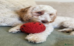 Cockapoo dogs for sale: 2 Male Cockapoos need a home :( - Image 10
