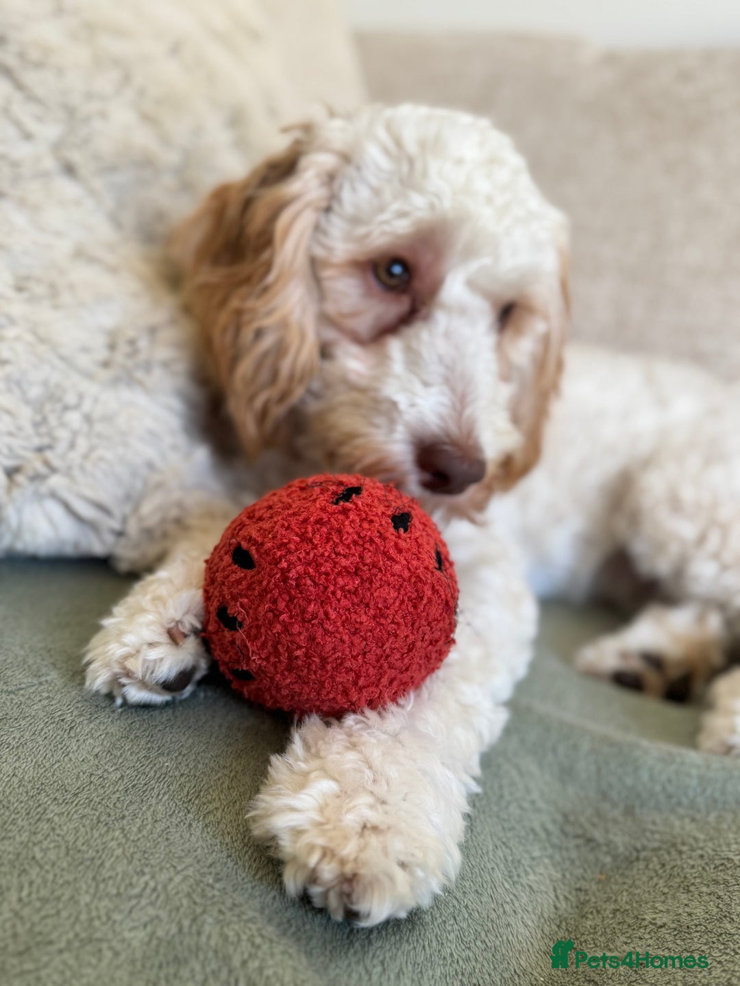 Cockapoo dogs for sale: 2 Male Cockapoos need a home :( - Image 10