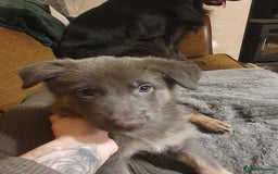 German Shepherd dogs for sale: 10 German Shepherd puppies for sale - Image 18