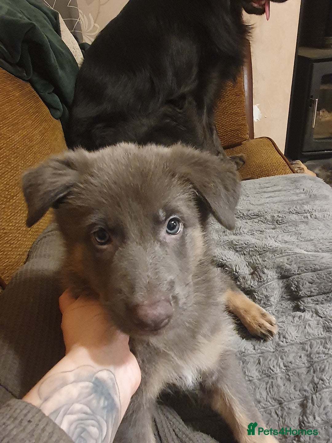 German Shepherd dogs for sale: 10 German Shepherd puppies for sale - Image 18