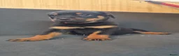 Rottweiler dogs for sale: Pure breed rottweiler puppies not KC reg - Advert 23