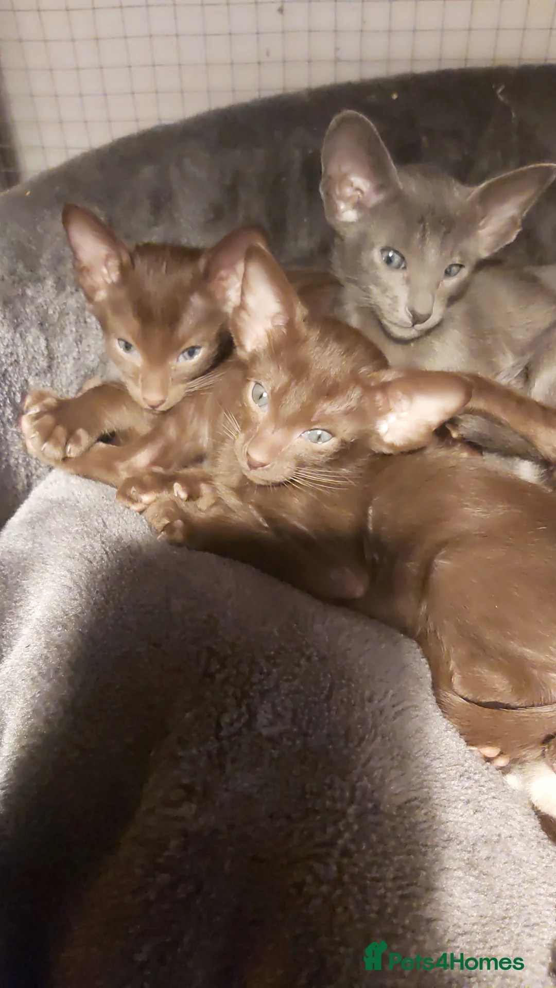Oriental cats for sale: Full Pedigree Oriental 6 Kittens XL size ears GCCF - Advert 38