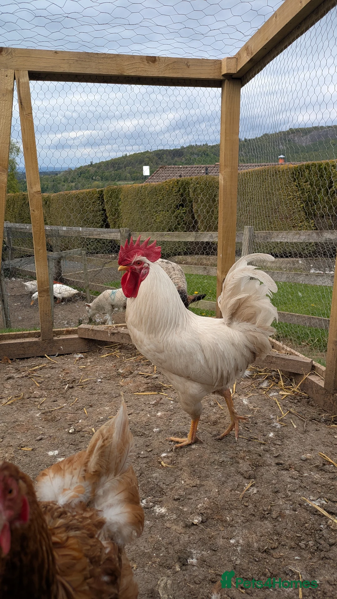 Chickens poultry for sale: 10 Good laying hens chickens mix breed 1 Cockrel  - Advert 2