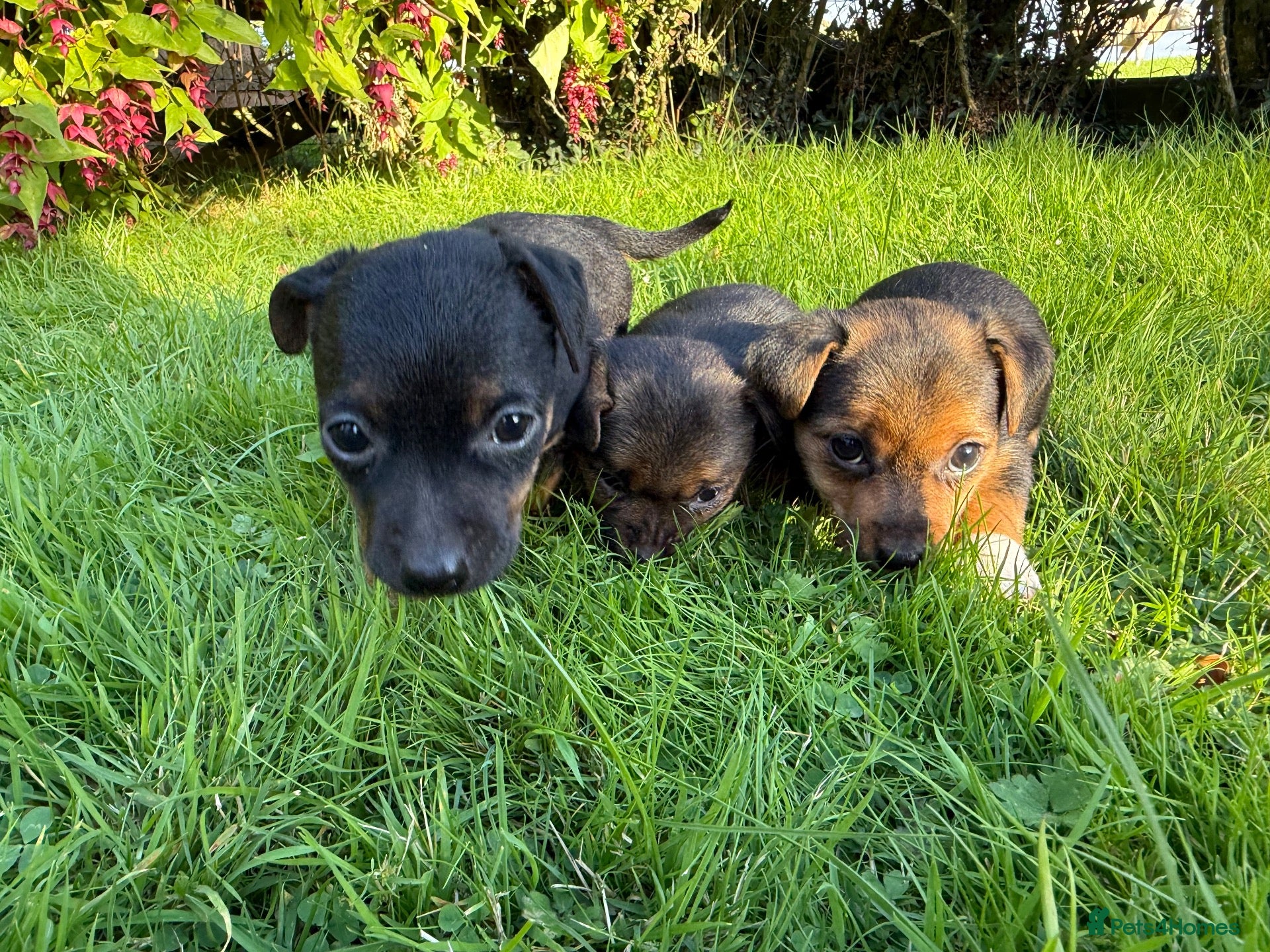 Jack Russell dogs Black and Tan Jack Russels  - Advert 2