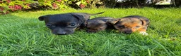 Jack Russell dogs for sale: Black and Tan Jack Russels  in Brecon - Advert 1