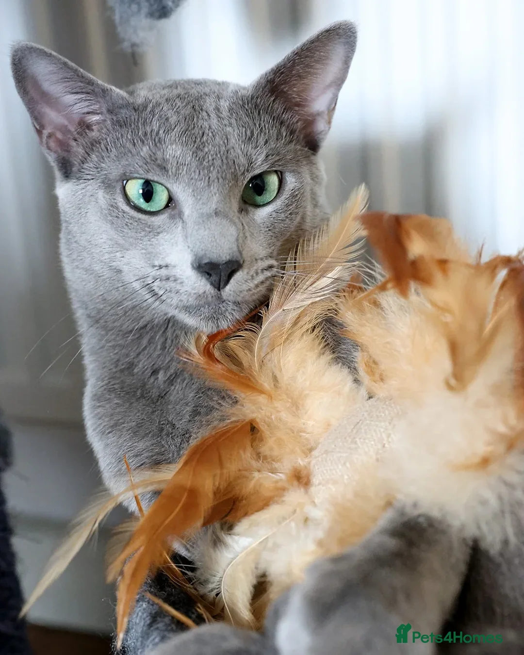 Russian Blue cats for stud: Russian blue for stud  in Burton-on-Trent - Advert 7