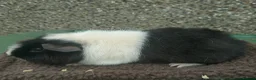 Guinea Pig rodents for sale: Teddy Guinea pigs  - Advert 2