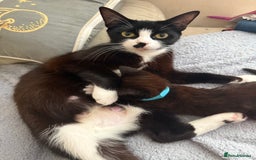 Mixed Breed cats for sale: Black and White Male Kitten - Image 3