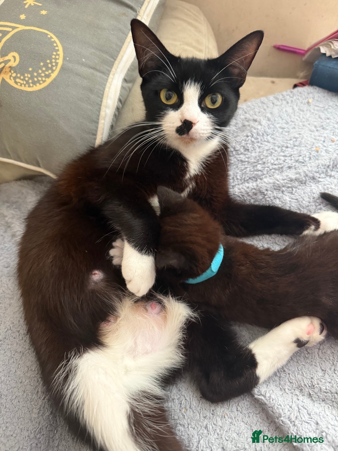 Mixed Breed cats for sale: Black and White Male Kitten - Image 3