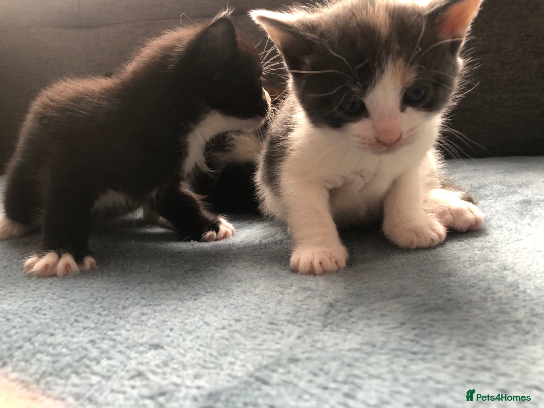 Mixed Breed cats for sale: 5 kittens for sale - Advert 37