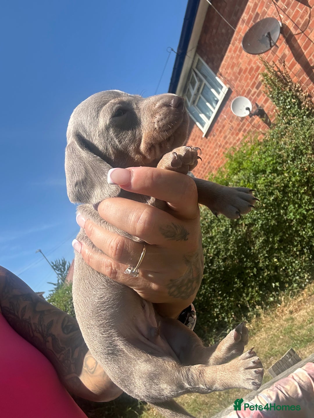 Dachshund dogs for sale: Miniature dachshund  - Advert 17