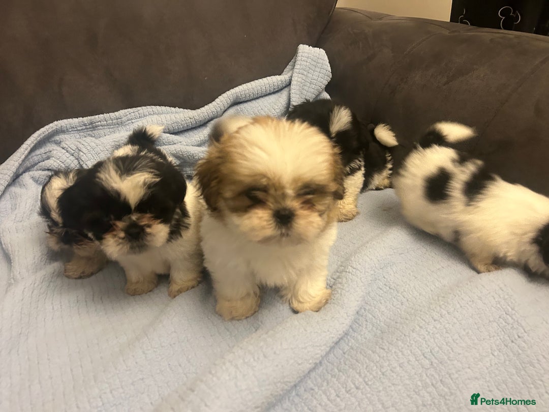 Shih Tzu dogs for sale: Shih tzu pups for sale  - Image 15