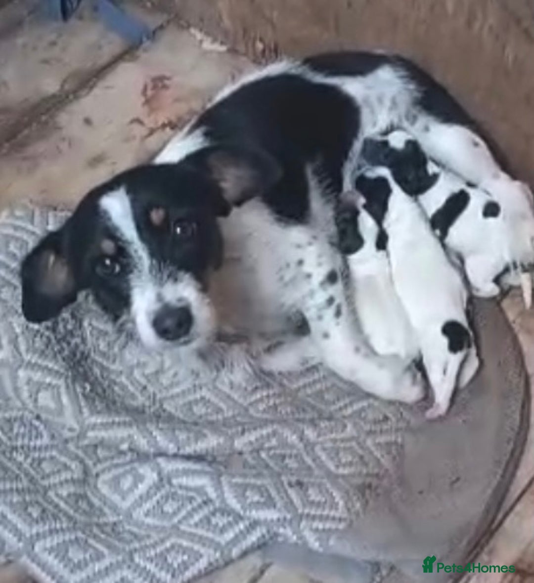 Jack Russell dogs for sale: My beautiful Jack Russell puppies available - Advert 1
