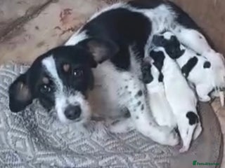 Jack Russell dogs My beautiful Jack Russell puppies available - Advert 3