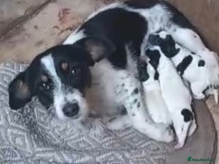 Jack Russell dogs My beautiful Jack Russell puppies available - Advert 16