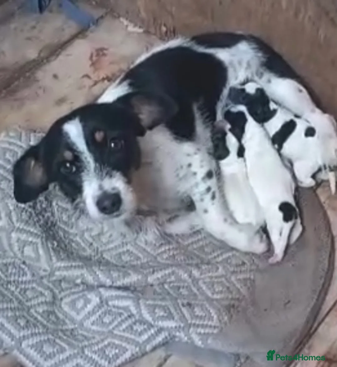 Jack Russell dogs for sale: My beautiful Jack Russell puppies available - Advert 1