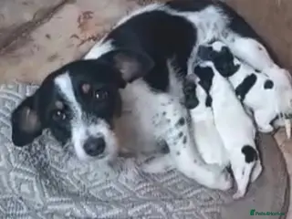 Jack Russell dogs My beautiful Jack Russell puppies available - Advert 18