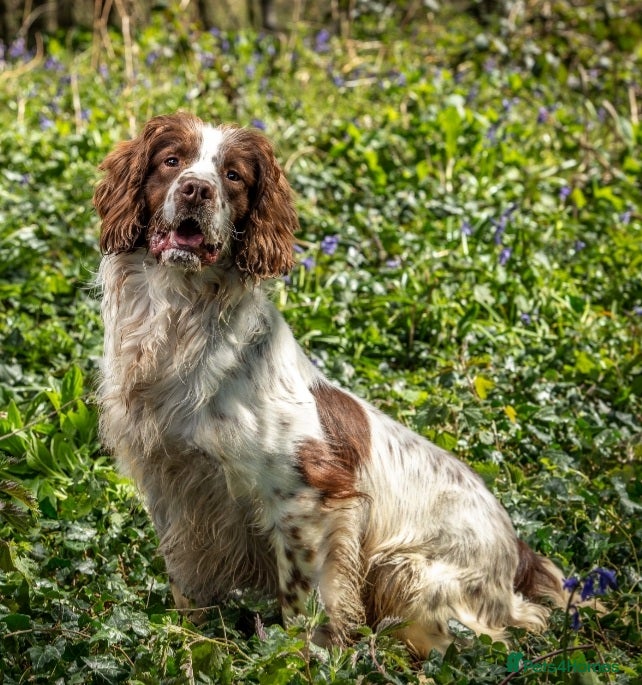 English Springer Spaniel dogs FTAW HEALTH TESTED L/WHITE SPRINGER FOR STUD in Market Drayton - Advert 10