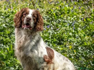 English Springer Spaniel dogs FTAW HEALTH TESTED L/WHITE SPRINGER FOR STUD in Market Drayton - Advert 2