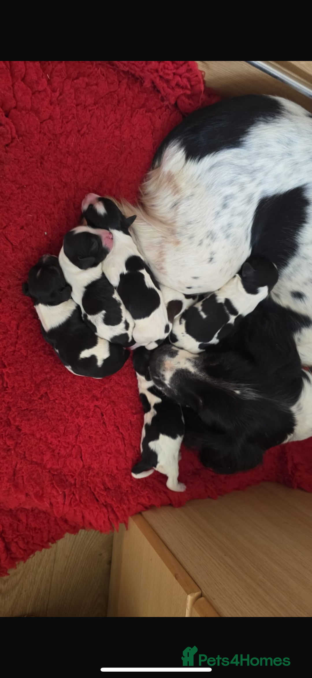 English Springer Spaniel dogs for stud: Proven English Sprinter Spaniel for Stud - Advert 5