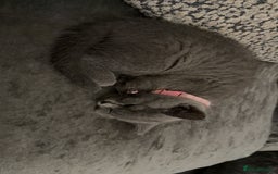 British Shorthair cats for sale: British short hair  - Advert 10