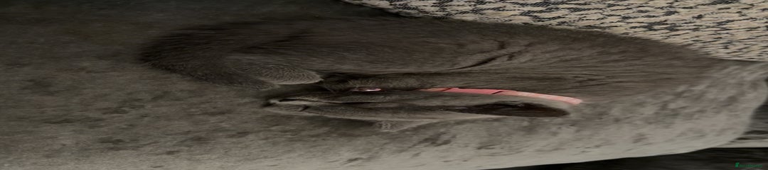 British Shorthair Kitten 12