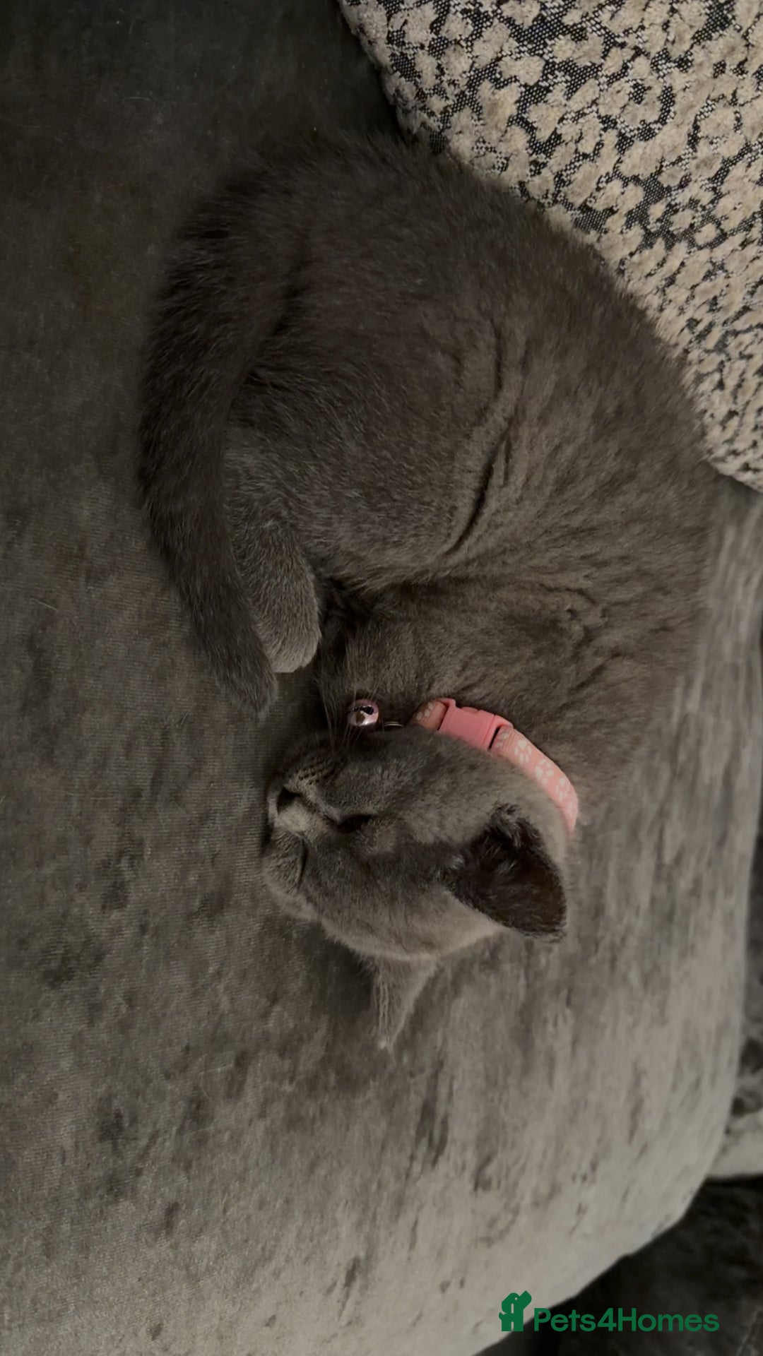 British Shorthair cats for sale: British short hair  - Advert 10