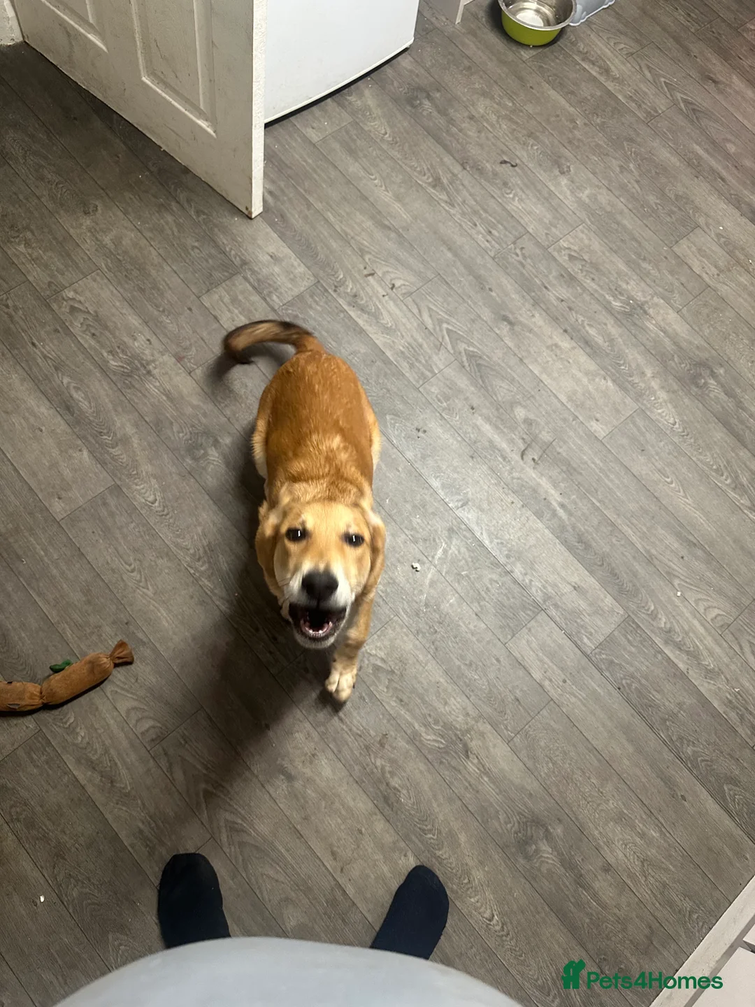 German Shepherd dogs for sale: Myla  in Hartlepool - Advert 2